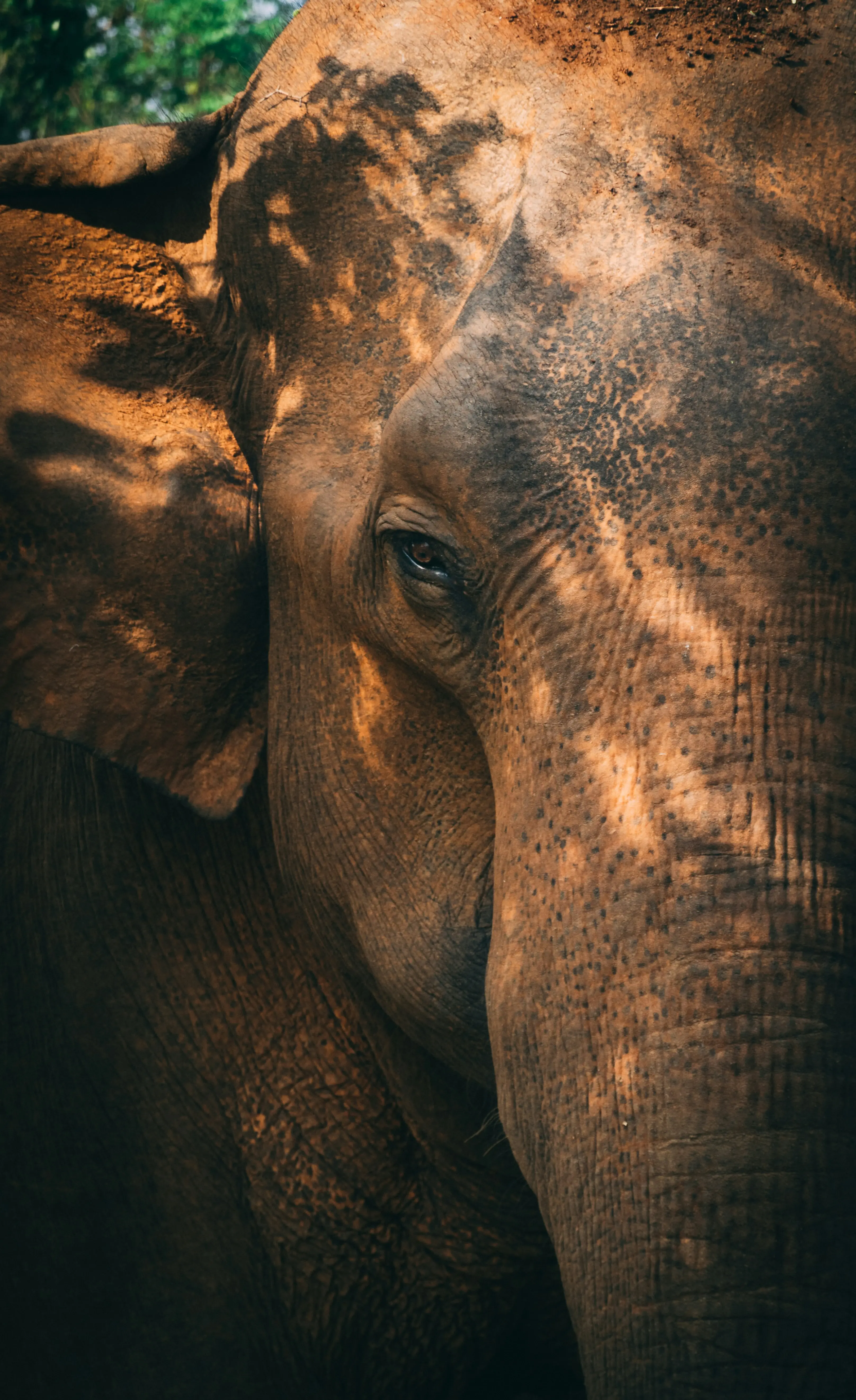 ELEPHANT ENCOUNTERS